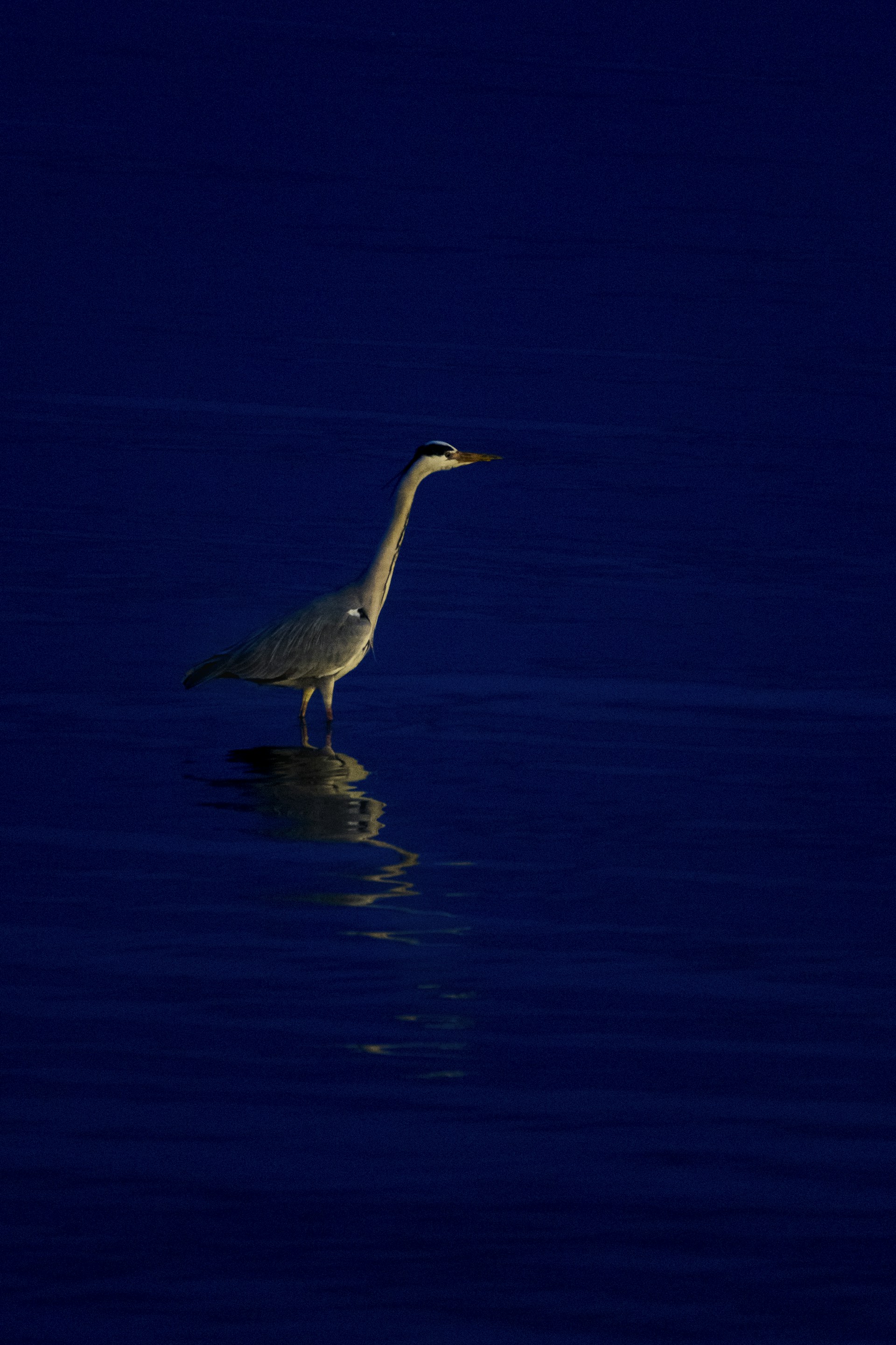 white bird on water during daytime