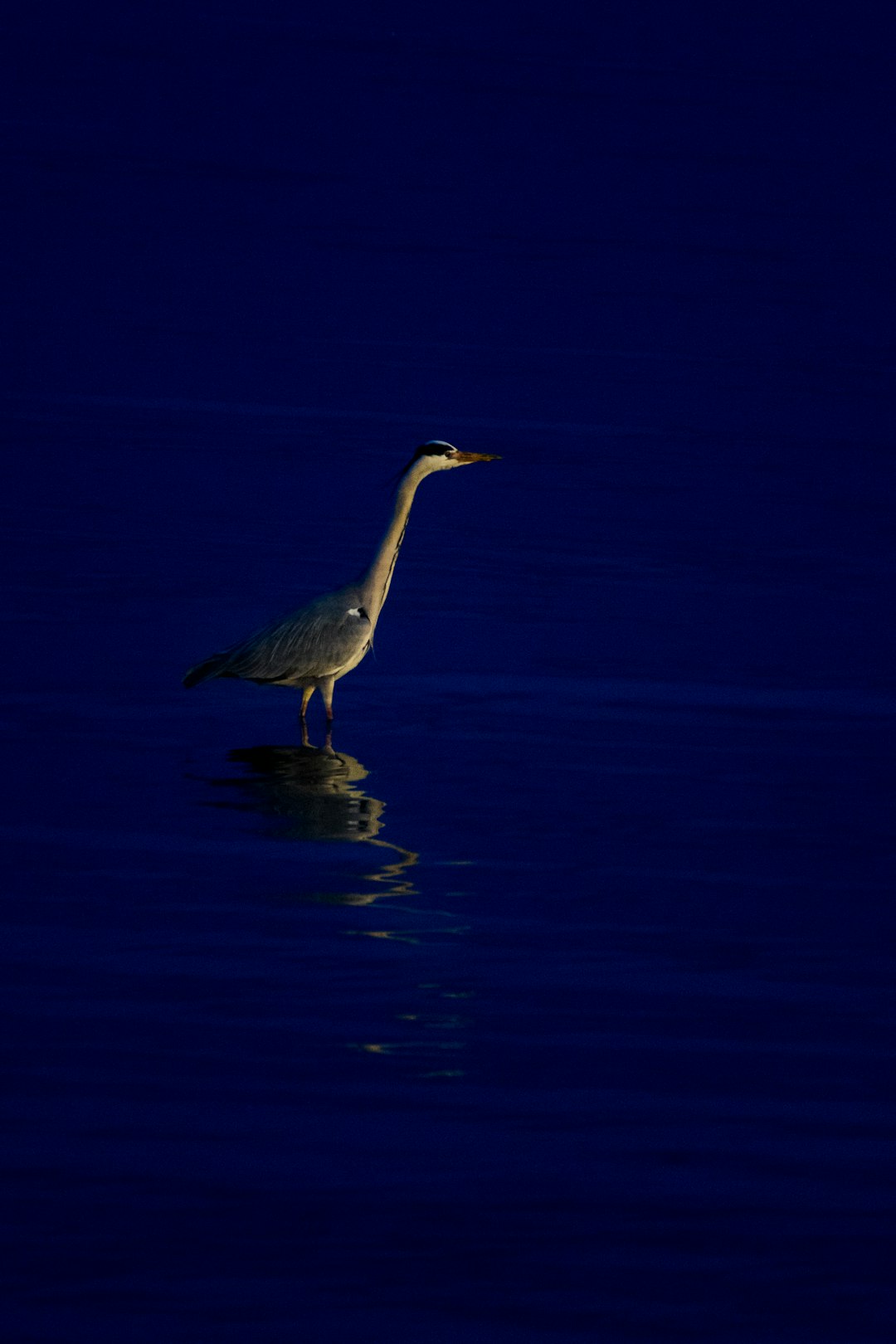 Wildlife photo spot Marina Parque das Nações Boca do Inferno