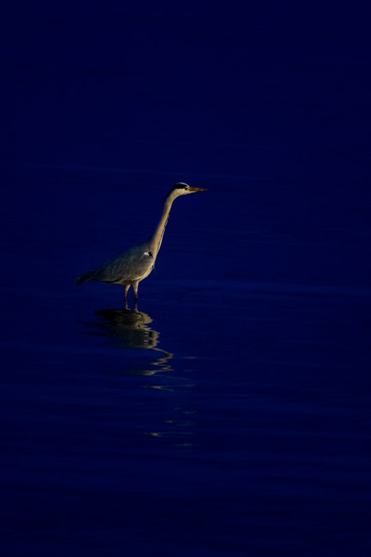 white bird on water during daytime in Marina Parque das Nações Portugal