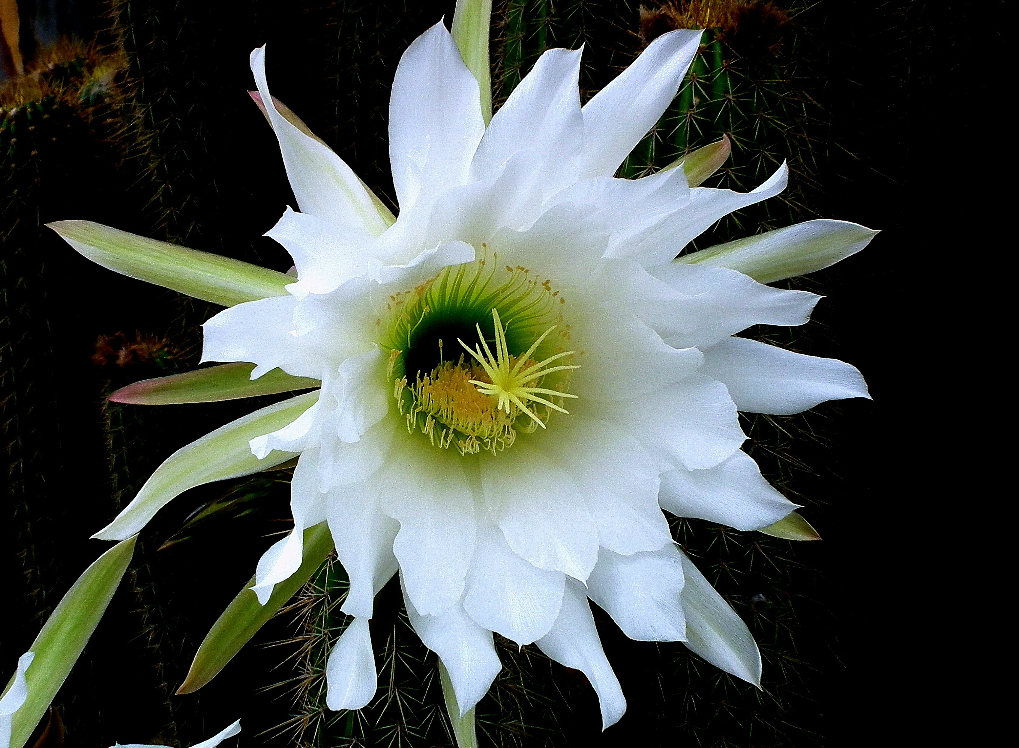 Night blooming cactus in full bloom under moonlight