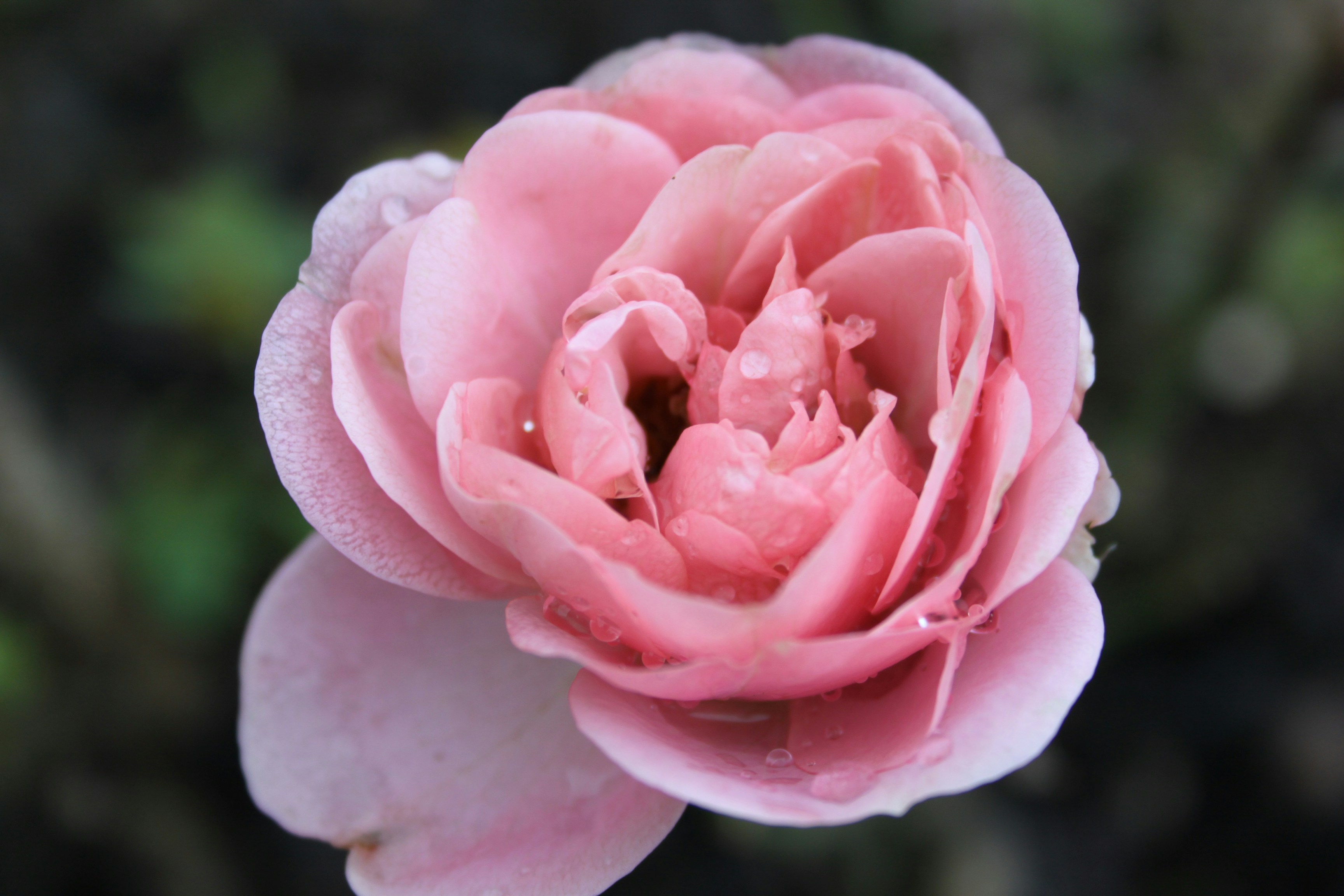 pink rose in bloom during daytime