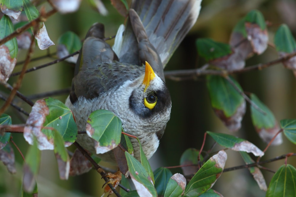 gray and white bird on brown tree branch