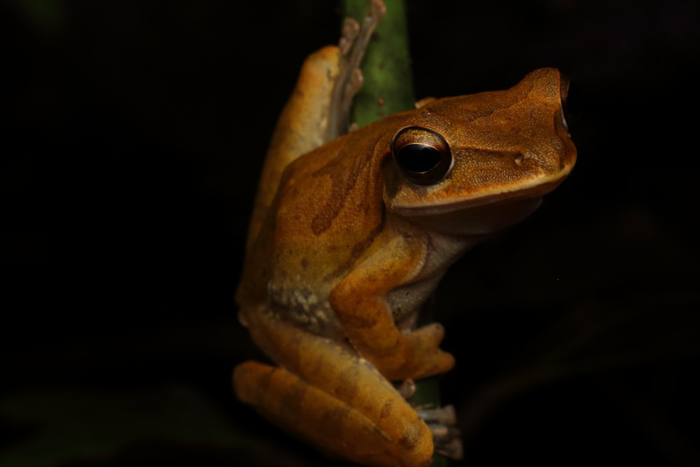 brown frog on green leaf