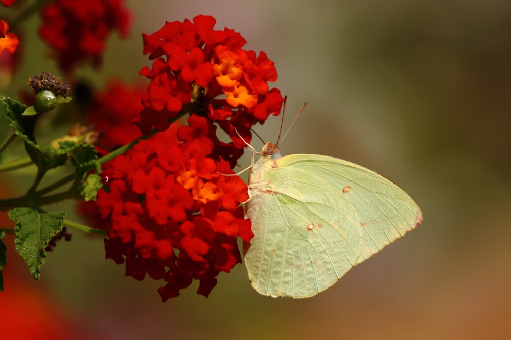 yellow butterfly on red flower
