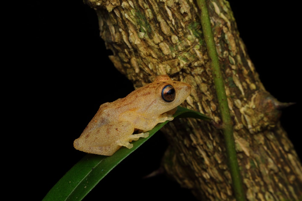 brown frog on green moss