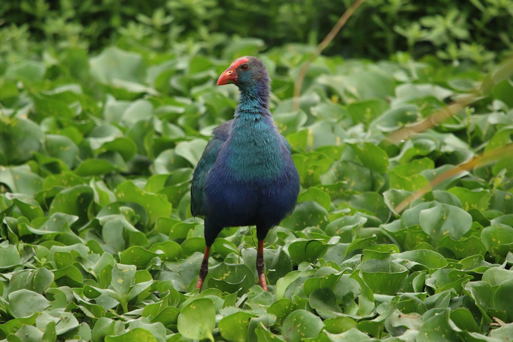 blue and red bird on green leaves