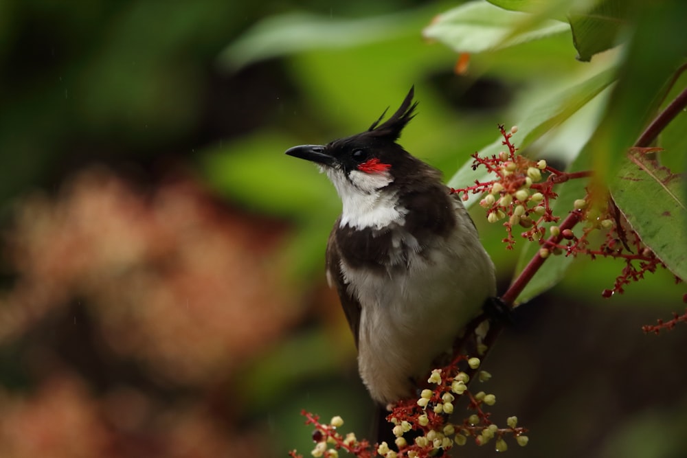 brown and white bird on brown tree branch