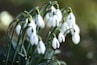 white flowers in tilt shift lens