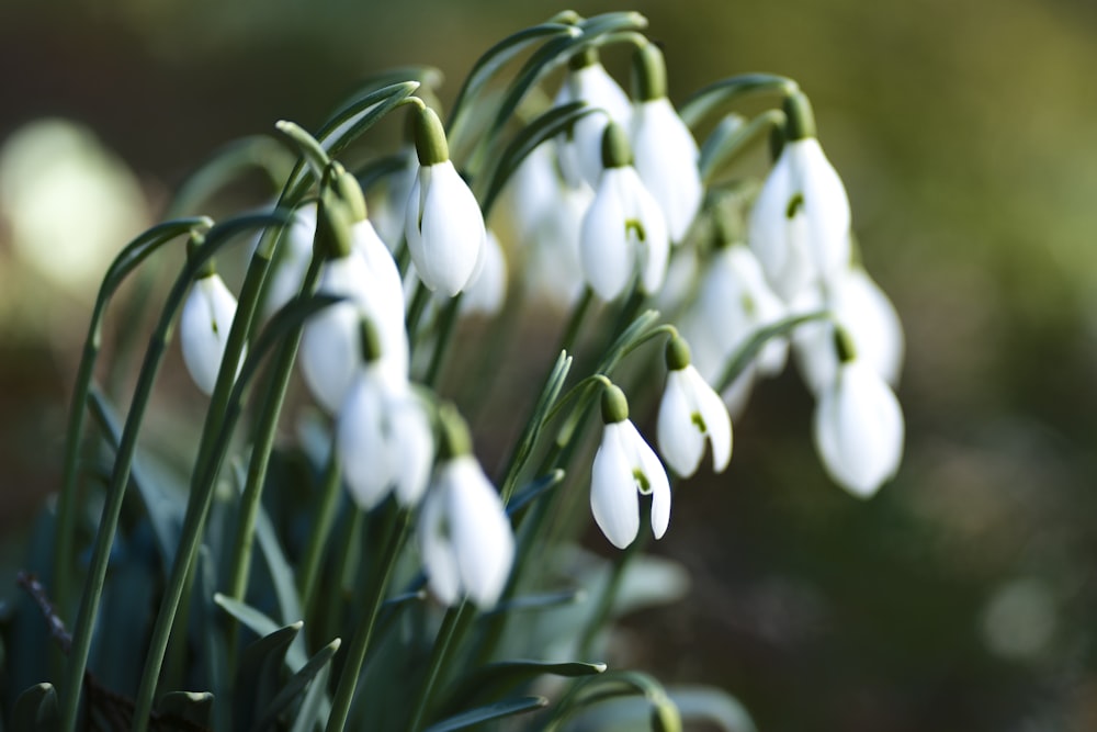 white flowers in tilt shift lens