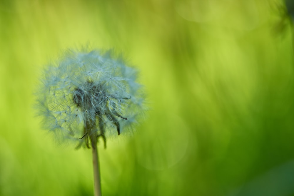 white dandelion in close up photography