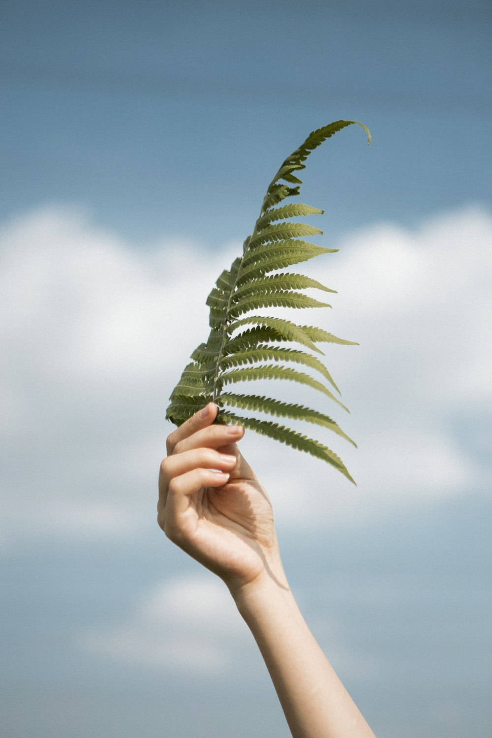 person holding green leaf during daytime