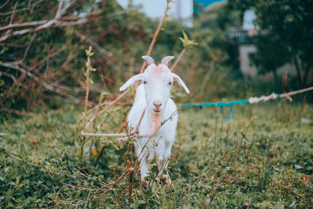 white goat on brown grass field during daytime