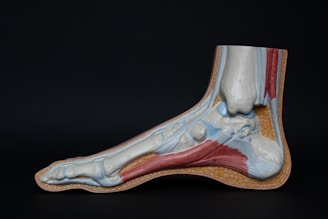 A detailed anatomical model of the human foot showing bones, muscles, tendons, and ligaments. The model is sectioned to reveal the internal structure and is labeled with numbers for educational purposes. The surface texture imitates human tissue, highlighted with colored sections to differentiate between various anatomical features.