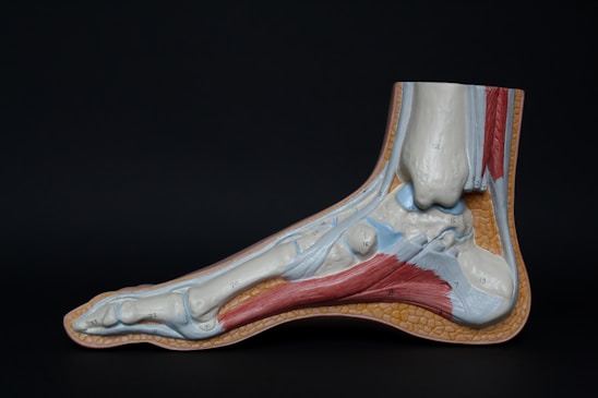 A detailed anatomical model of the human foot showing bones, muscles, tendons, and ligaments. The model is sectioned to reveal the internal structure and is labeled with numbers for educational purposes. The surface texture imitates human tissue, highlighted with colored sections to differentiate between various anatomical features.