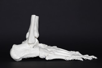 A detailed 3D model showcasing joint anatomy.