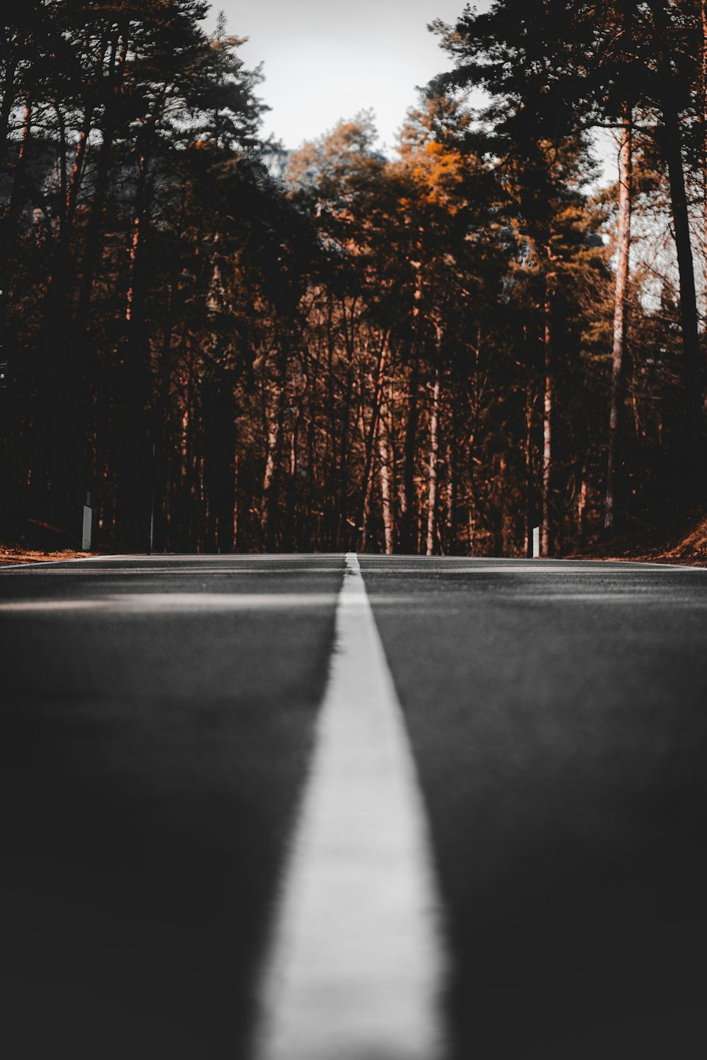 route asphaltée noire entre les arbres pendant la journée