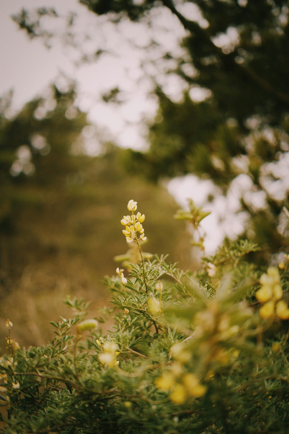 yellow flower in tilt shift lens