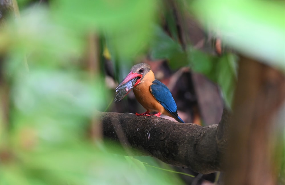 blue and yellow bird on brown tree branch