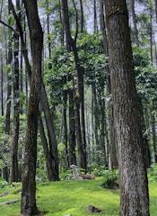 A serene scene of Alida Moncada gathering herbs in the lush Peruvian Amazon rainforest.