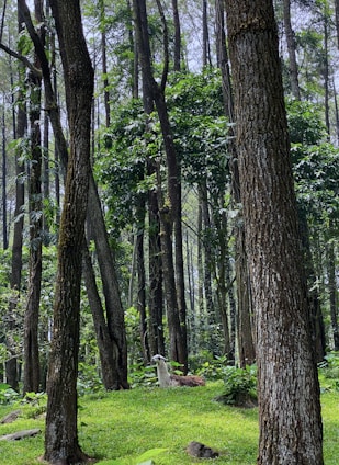 A serene scene of Alida Moncada gathering herbs in the lush Peruvian Amazon rainforest.