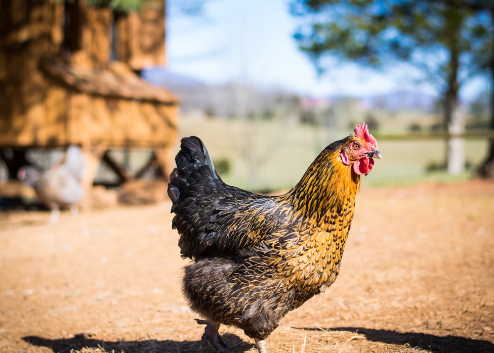 gallina bianca e nera su terreno marrone durante il giorno