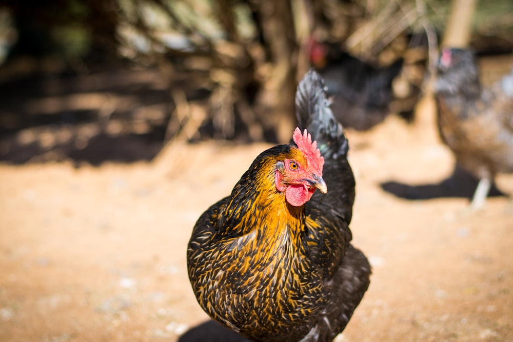 black and brown chicken on brown soil