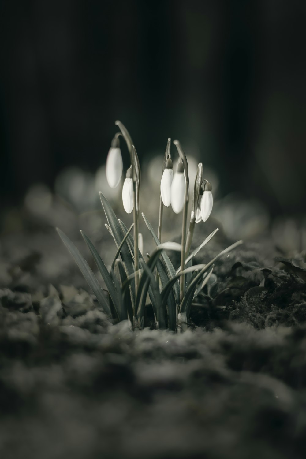 white flowers on black soil