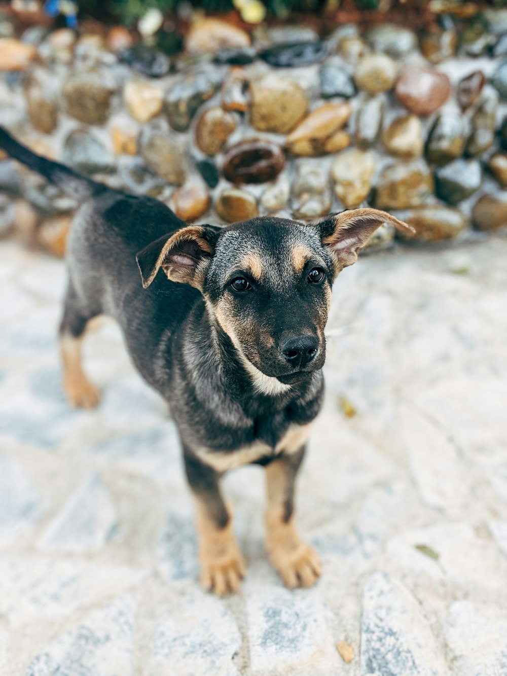 black and tan short coat medium sized dog on white sand during daytime