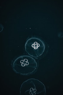 blue and white jellyfish on water