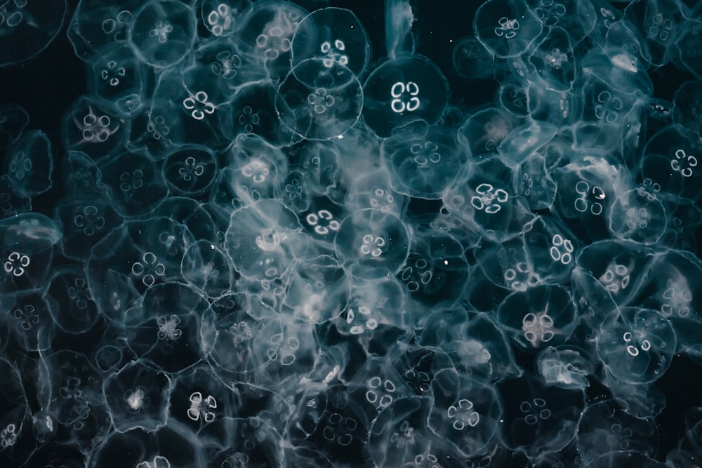 illustrazione blu e bianca delle bolle