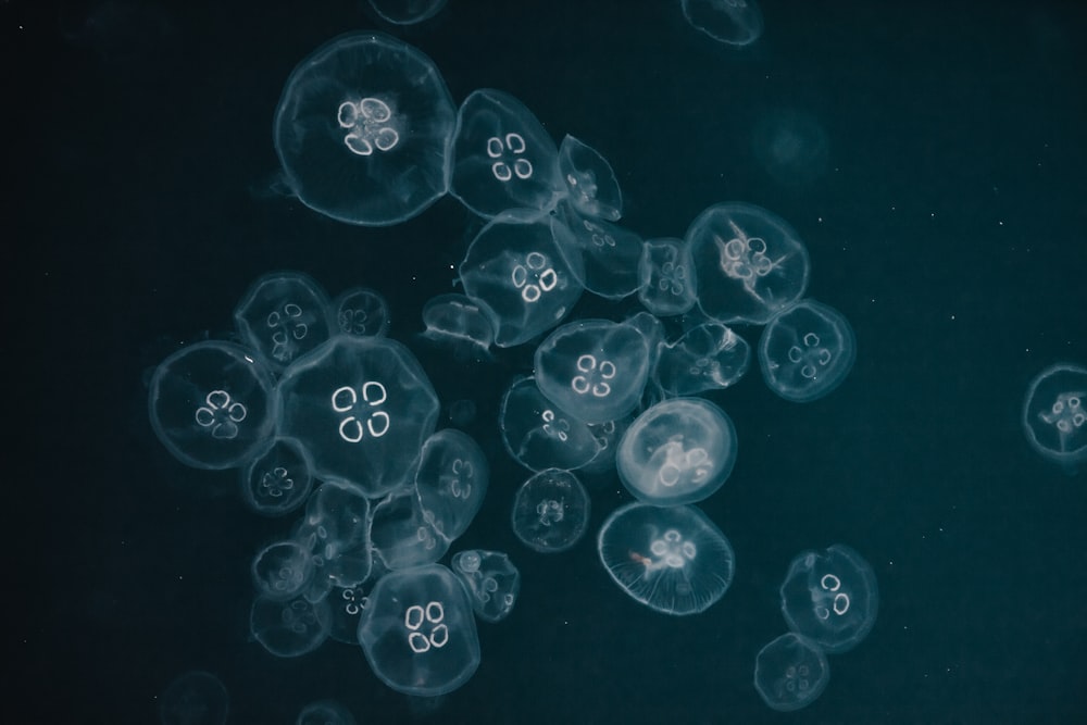 medusa blanca en el agua