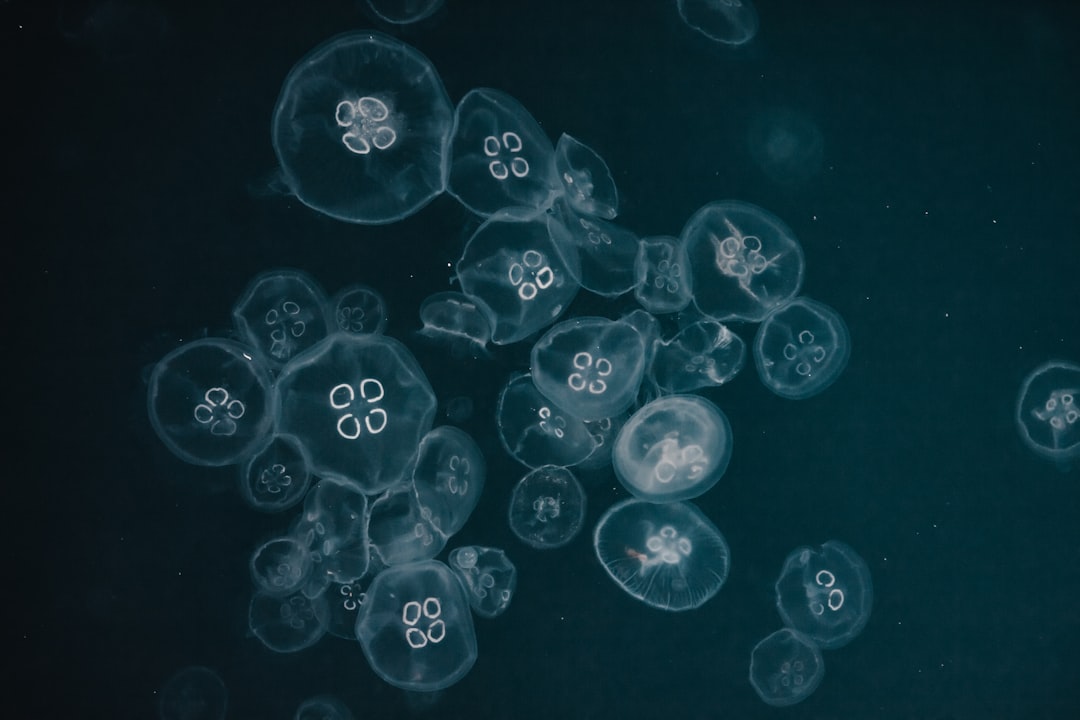 white jelly fish on water