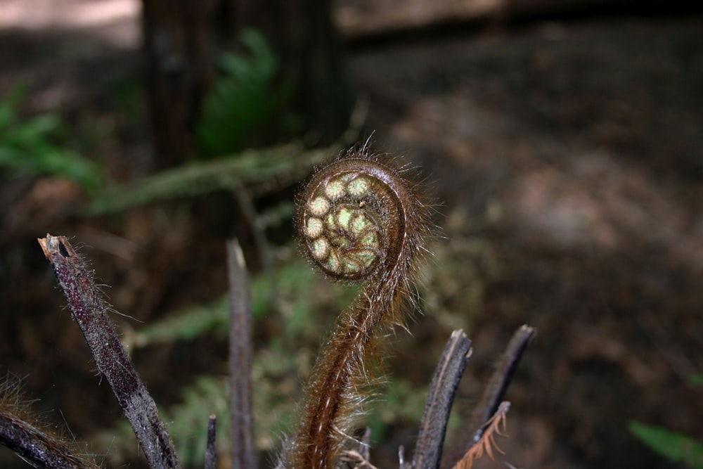 brown plant in close up photography