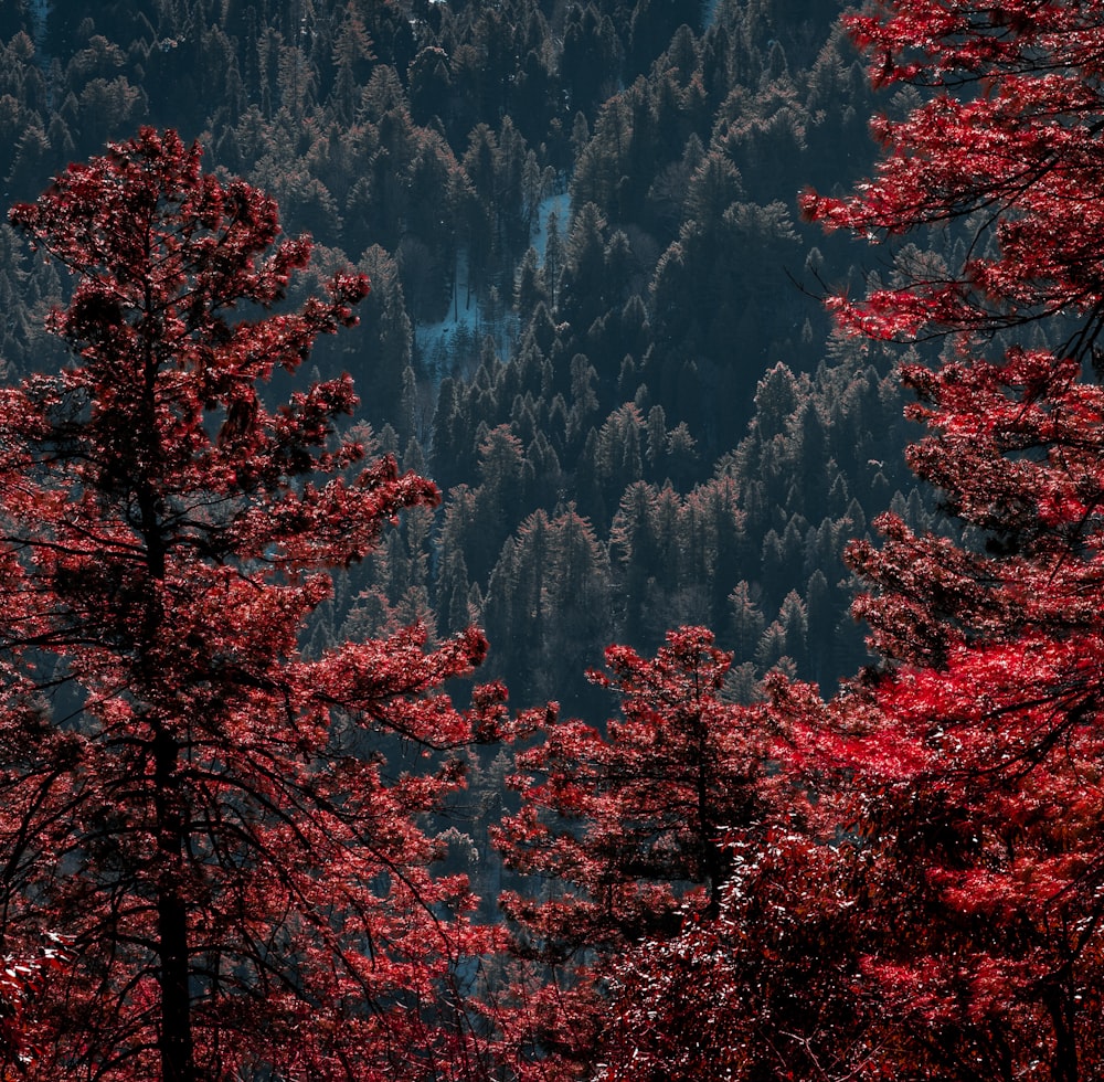red and green trees near mountain during daytime