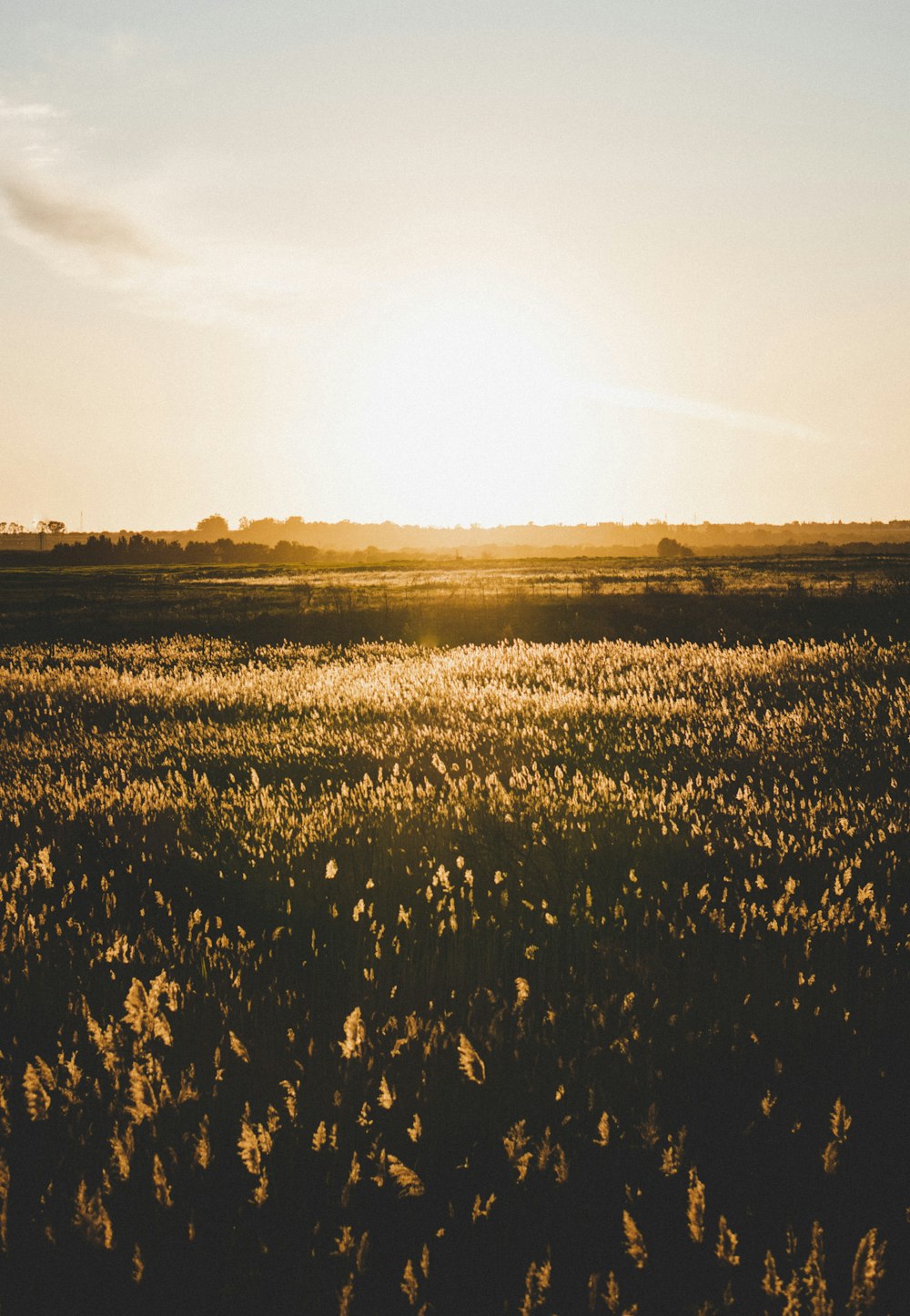 yellow flower field during daytime