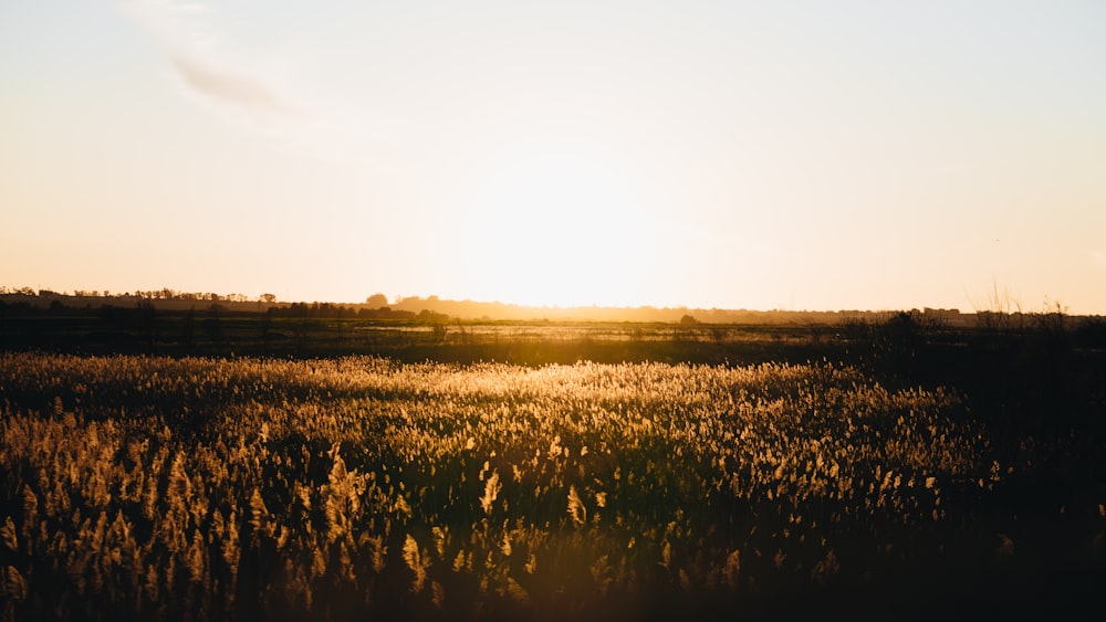 brown grass field during daytime