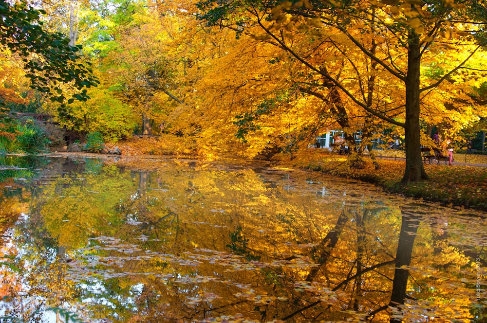 green and yellow trees beside river