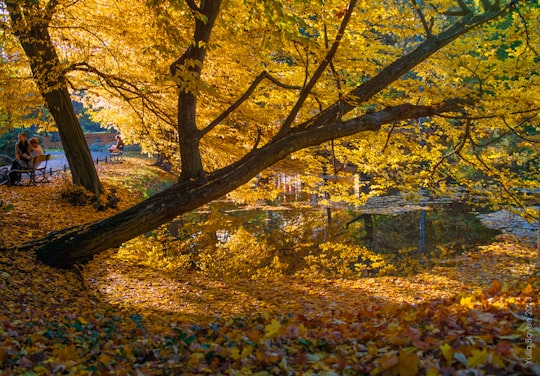 yellow and red leaves on ground in Gdańsk Poland