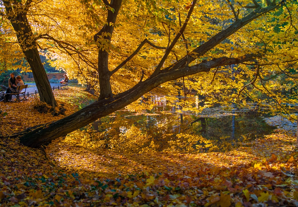 yellow and red leaves on ground