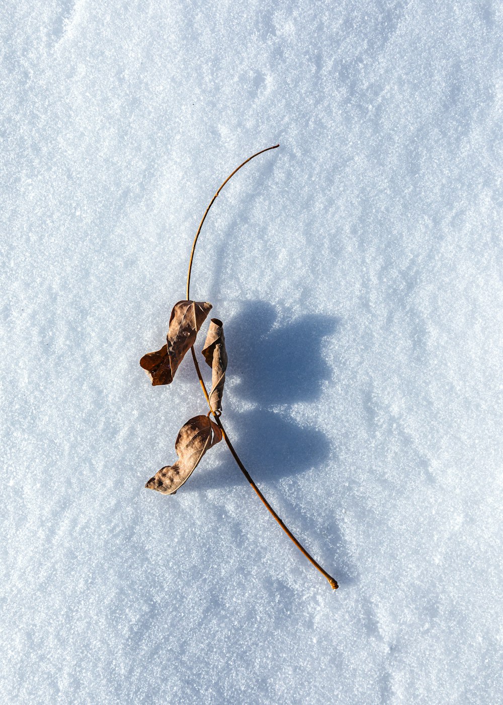 Foglia secca marrone su neve bianca