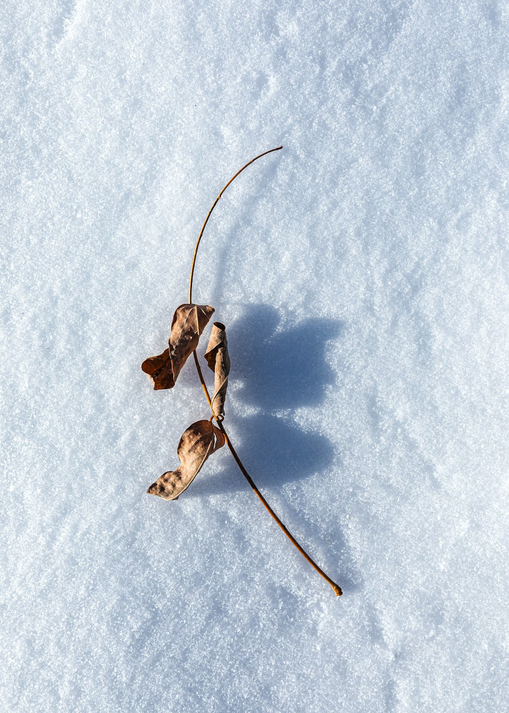 feuille séchée brune sur neige blanche