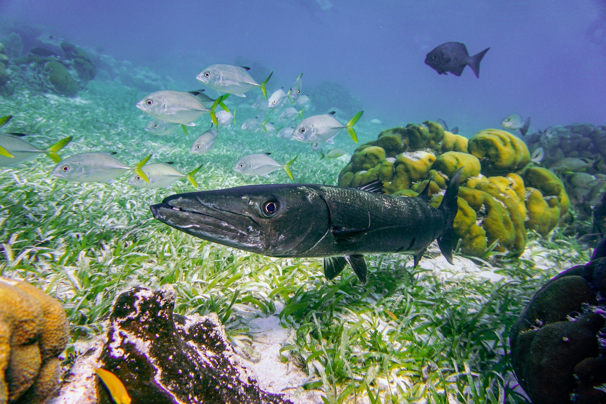 Barracuda in Caye Caulker, Belize.