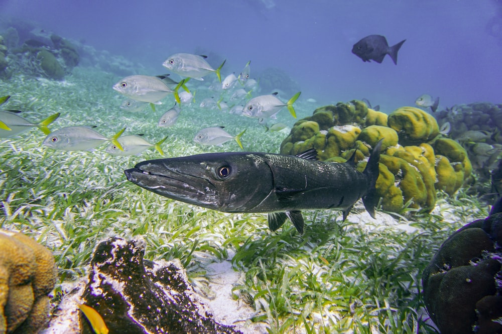 gray fish on white coral reef