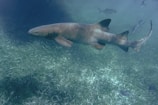 gray shark in body of water