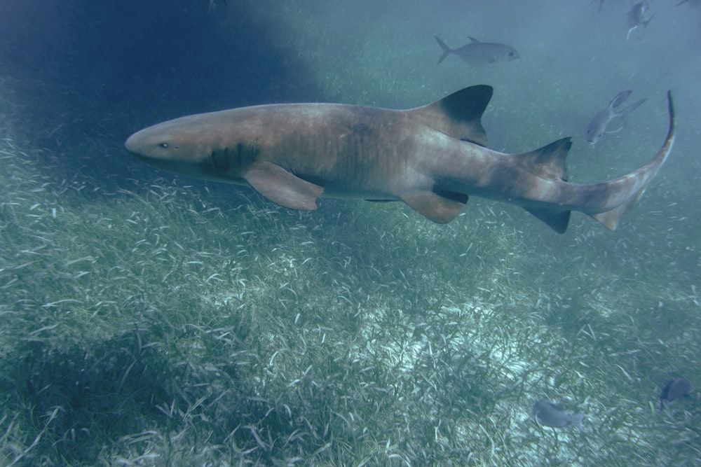 gray shark in body of water