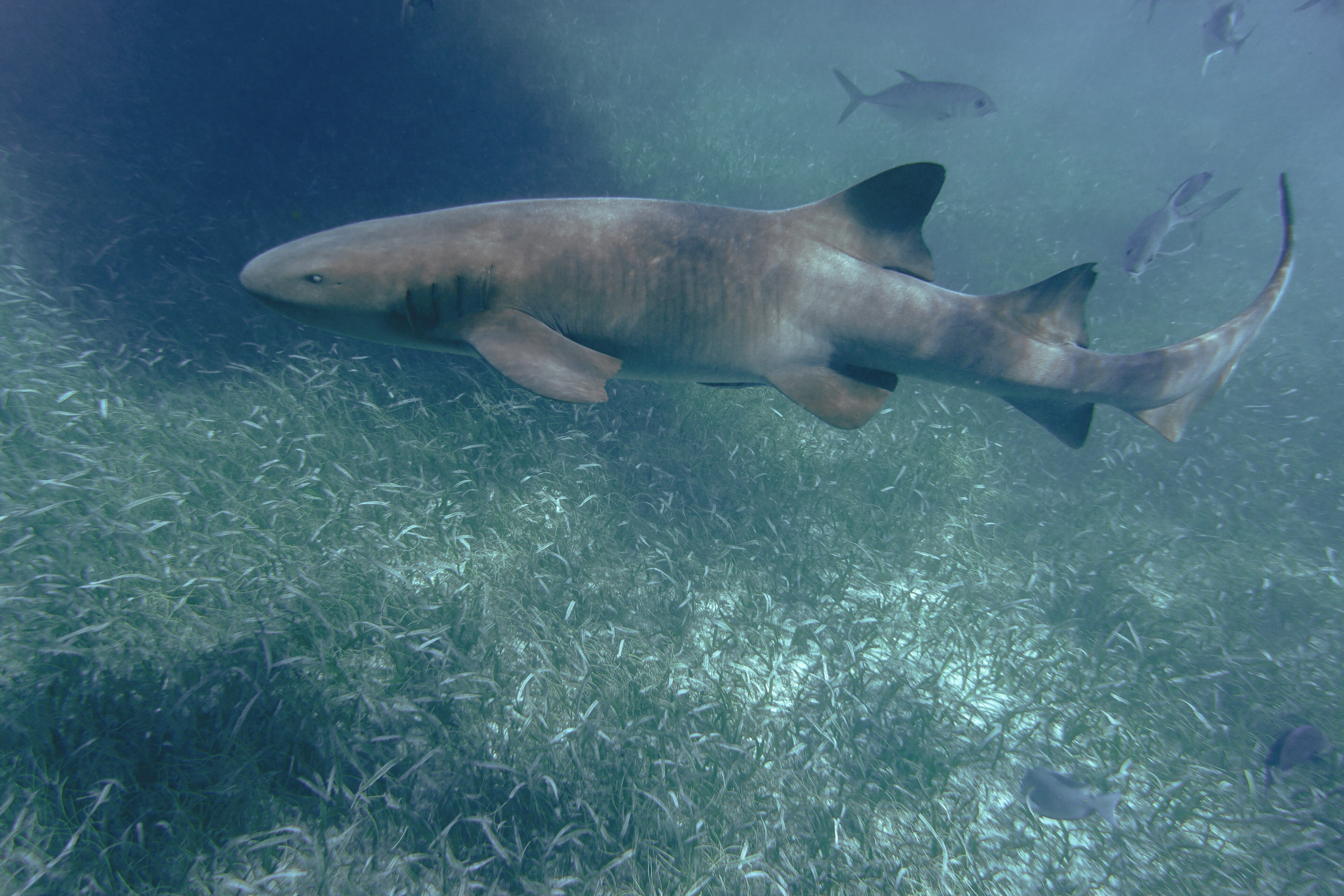 A nurse shark gliding over seagrass in the Hol Chan Marine Reserve off Caye Caulker