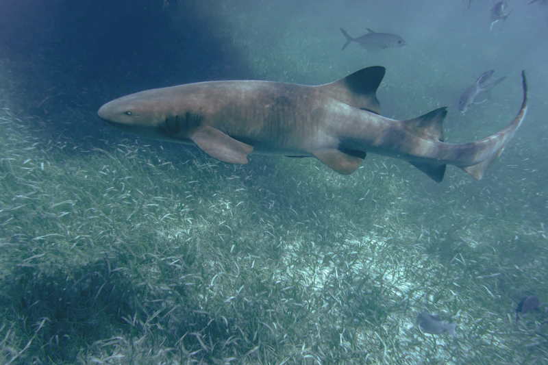 Tour Snorkel Belice arrecife y tiburones - foto 2