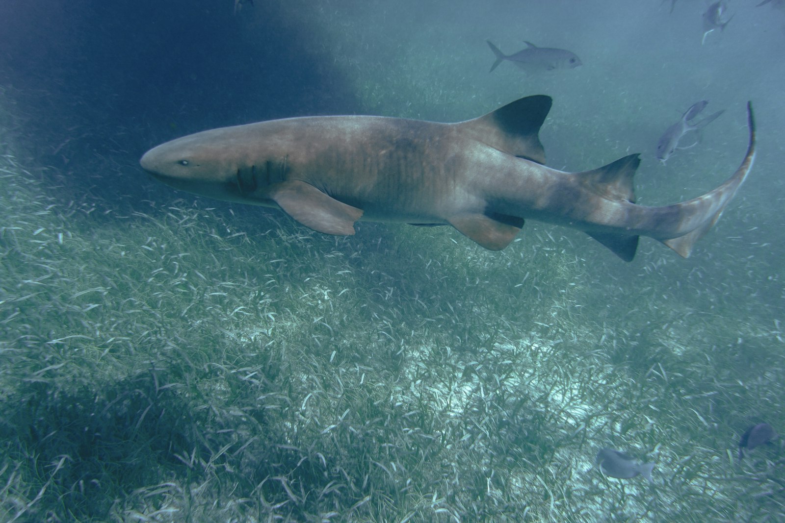 Nurse shark gliding over seagrass and reef in clear blue water