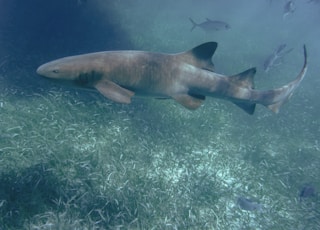 gray shark in body of water