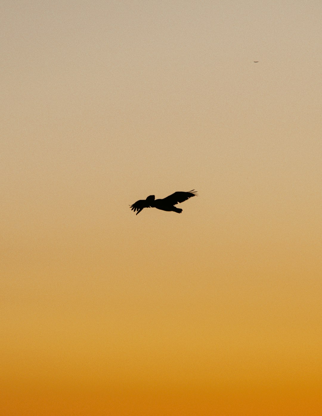 silhouette of bird flying during sunset